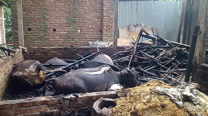 গাইবান্ধায় গোয়ালঘরে আগুন, ৭ গরু-ছাগল পুড়ে ছাই গাইবান্ধায় গোয়ালঘরে আগুন, ৭ গরু-ছাগল পুড়ে ছাই