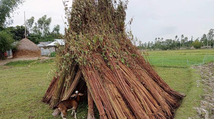 সুন্দরগঞ্জে পাট পচানো নিয়ে বিপাকে চাষিরা সুন্দরগঞ্জে পাট পচানো নিয়ে বিপাকে চাষিরা