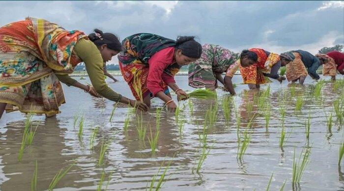 পুরুষের কাঁধে কাঁধ মিলিয়ে কাজ করছেন আদিবাসী নারীরা পুরুষের কাঁধে কাঁধ মিলিয়ে কাজ করছেন আদিবাসী নারীরা
