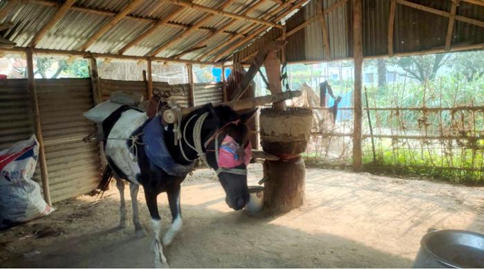 ঘোড়ায় টানা তেলের ঘানিতেই চলে জিয়াউল বারীর সংসার ঘোড়ায় টানা তেলের ঘানিতেই চলে জিয়াউল বারীর সংসার