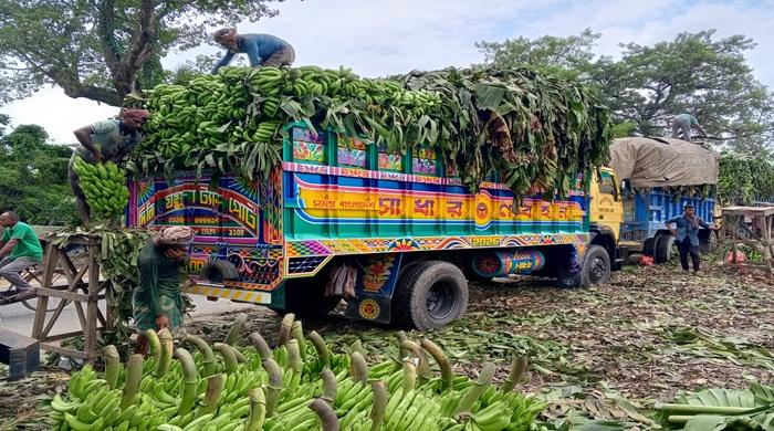 রাজধানীসহ বিভিন্ন জেলায় যাচ্ছে দিনাজপুরের কলা রাজধানীসহ বিভিন্ন জেলায় যাচ্ছে দিনাজপুরের কলা