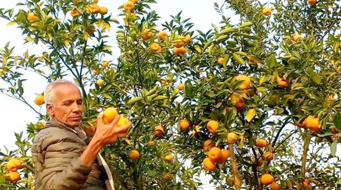 কমলার বাগানে স্বাবলম্বী  কমলার বাগানে স্বাবলম্বী