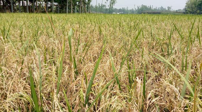 ছত্রাকনাশক ব্লাটস আক্রান্ত ব্রি-২৮ ধান, চাষিদের মাথায় হাত ছত্রাকনাশক ব্লাটস আক্রান্ত ব্রি-২৮ ধান, চাষিদের মাথায় হাত