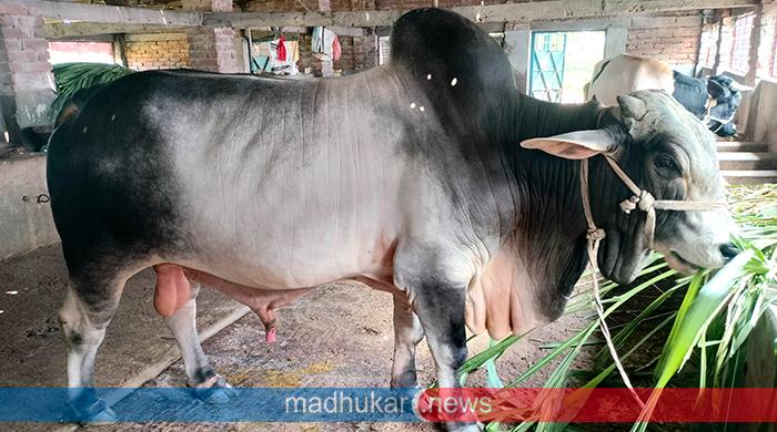 কোরবানির হাট কাঁপাতে দিনাজপুরে প্রস্তুত ২৫ মণের ‘রংবাজ’ কোরবানির হাট কাঁপাতে দিনাজপুরে প্রস্তুত ২৫ মণের ‘রংবাজ’
