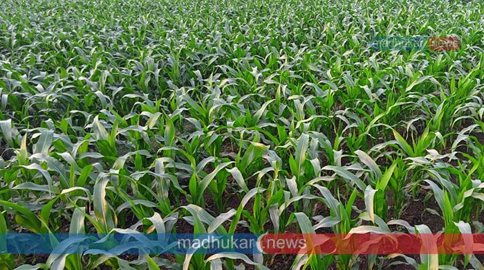 ভুট্টা চাষে ঝুঁকছেন সুন্দরগঞ্জের কৃষকেরা ভুট্টা চাষে ঝুঁকছেন সুন্দরগঞ্জের কৃষকেরা