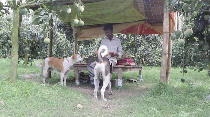 নওগাঁর আম বাগান পাহারায় বিশ্বস্ত দুটি কুকুর নওগাঁর আম বাগান পাহারায় বিশ্বস্ত দুটি কুকুর