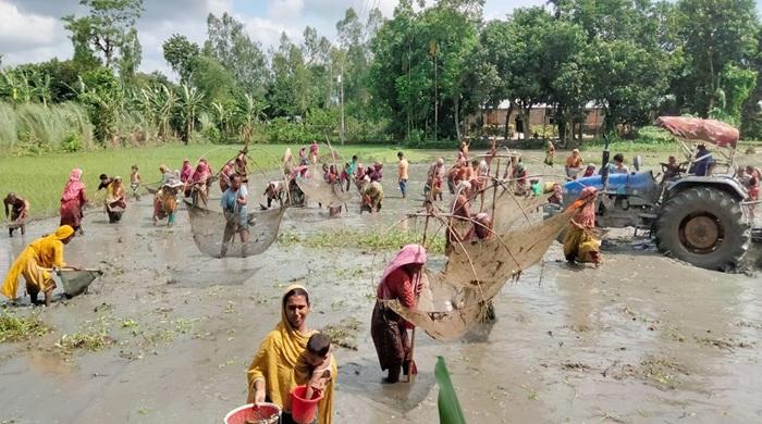 হাল চাষের জমিতে মাছ ধরার অভিনব কৌশল হাল চাষের জমিতে মাছ ধরার অভিনব কৌশল