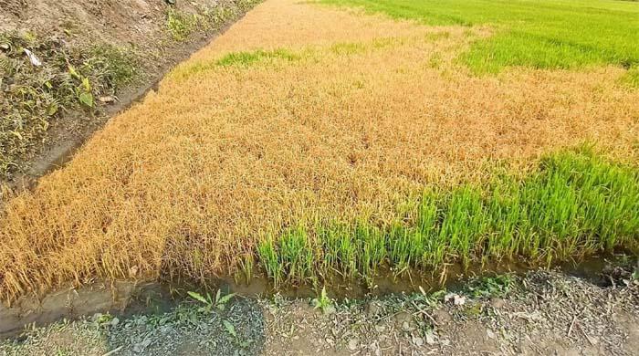 গাইবান্ধায় ধানের বীজ তলায় পরিকল্পিত বিষ প্রয়োগ, অপরাধীর বিচার দাবি গাইবান্ধায় ধানের বীজ তলায় পরিকল্পিত বিষ প্রয়োগ, অপরাধীর বিচার দাবি