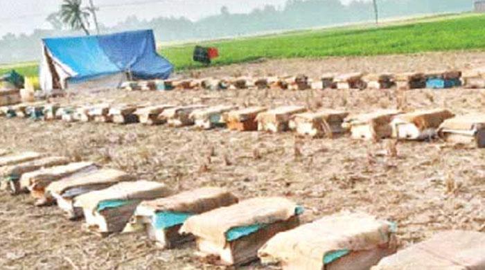 সাদুল্যাপুরে বন্ধের উপক্রম মৌ-খামার সাদুল্যাপুরে বন্ধের উপক্রম মৌ-খামার