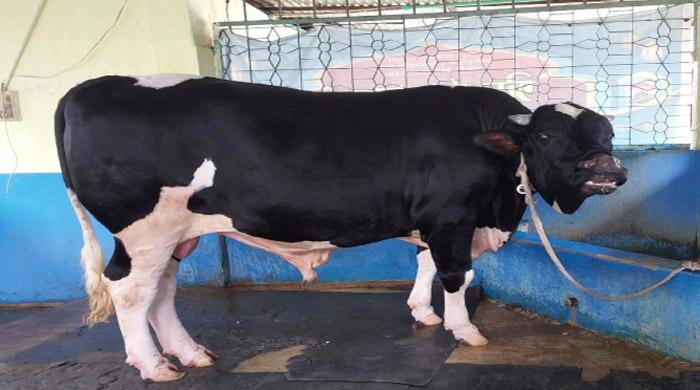 চৌধুরীর দাম ১৭ লাখ টাকা চৌধুরীর দাম ১৭ লাখ টাকা