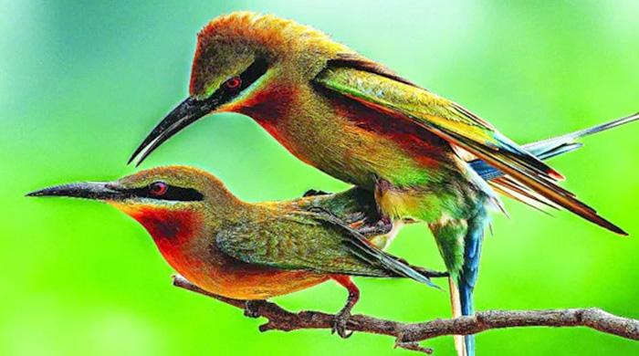 দৃষ্টিনন্দন নীল লেজ সুঁইচোরা দৃষ্টিনন্দন নীল লেজ সুঁইচোরা