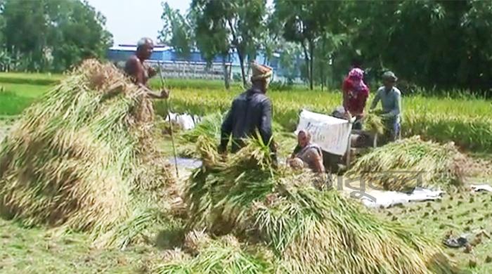 আউশ ধান কাটা-মাড়াইয়ে ব্যস্ত গোবিন্দগঞ্জের কৃষকেরা আউশ ধান কাটা-মাড়াইয়ে ব্যস্ত গোবিন্দগঞ্জের কৃষকেরা