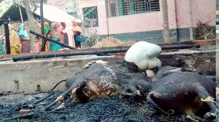 পলাশবাড়ীতে অগ্নিকাণ্ডে ৫টি গরু পুড়ে ভুস্মিভুত, ৫ লক্ষাধিক টাকার ক্ষতিসাধন পলাশবাড়ীতে অগ্নিকাণ্ডে ৫টি গরু পুড়ে ভুস্মিভুত, ৫ লক্ষাধিক টাকার ক্ষতিসাধন