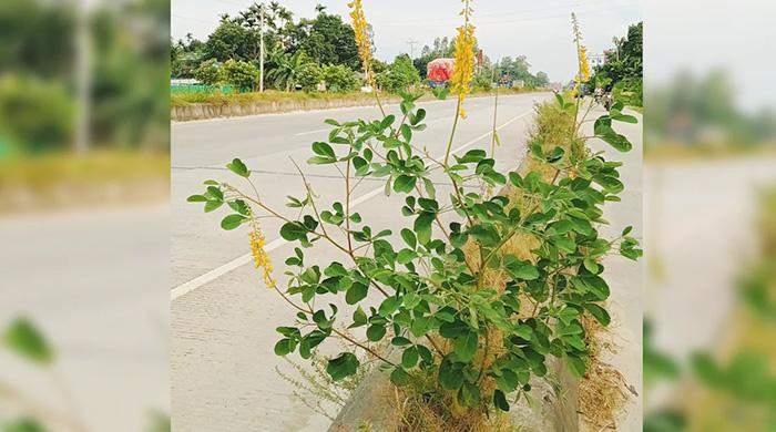 রংপুর সড়কে অতসী ফুলের হলুদ রঙে জড়াচ্ছে পথচারীদের নজর রংপুর সড়কে অতসী ফুলের হলুদ রঙে জড়াচ্ছে পথচারীদের নজর