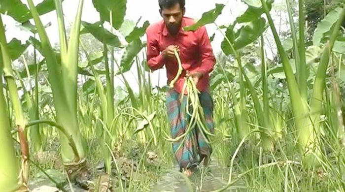 পাঁচবিবির লতিরাজ কচুতে কৃষকের দিনবদল পাঁচবিবির লতিরাজ কচুতে কৃষকের দিনবদল