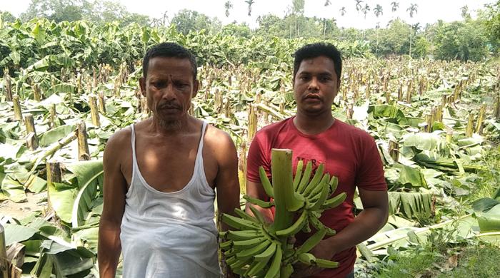 সৈয়দপুরে সহস্রাধীক ফলন্ত কলাগাছ কেটে ধ্বংস করলো মহিলা মেম্বার গং সৈয়দপুরে সহস্রাধীক ফলন্ত কলাগাছ কেটে ধ্বংস করলো মহিলা মেম্বার গং