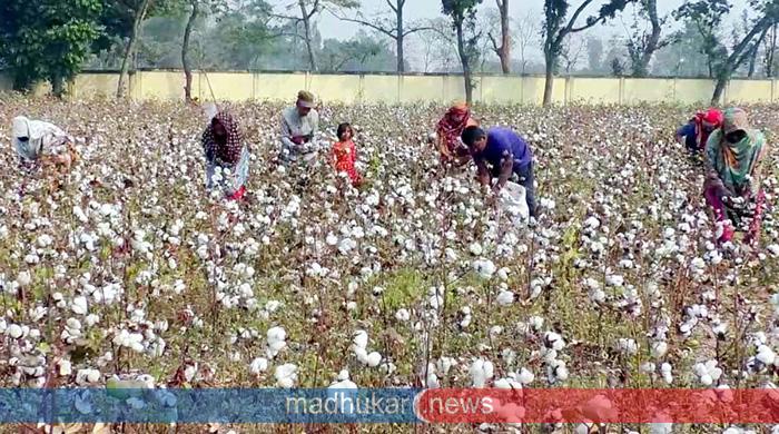 উন্নতমানের তুলা চাষ হচ্ছে দিনাজপুরে উন্নতমানের তুলা চাষ হচ্ছে দিনাজপুরে