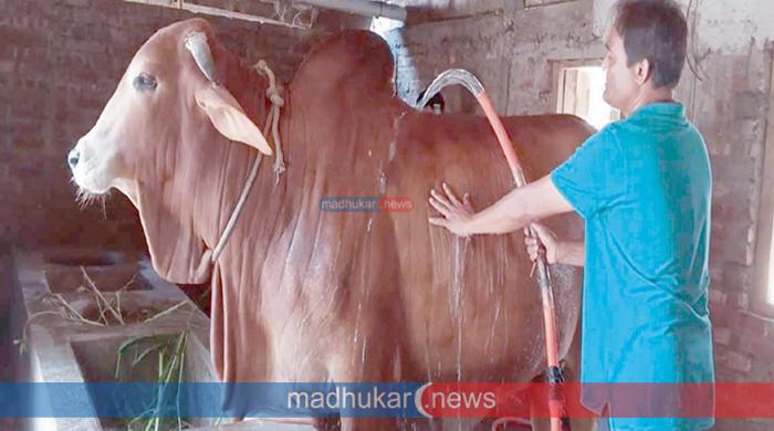 লাল বাবুর ওজন এক হাজার ৫০ কেজি লাল বাবুর ওজন এক হাজার ৫০ কেজি