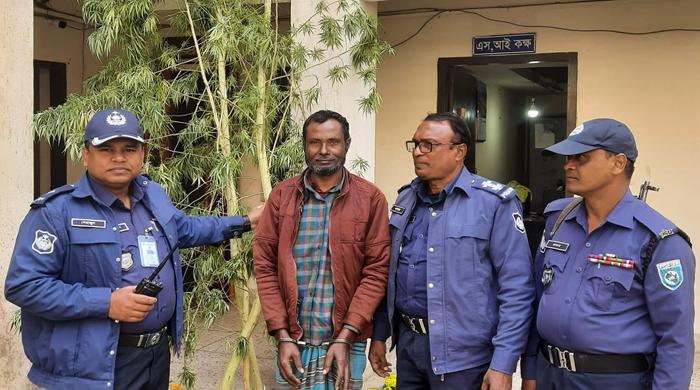 গাঁজার গাছসহ গ্রেপ্তার একজন গাঁজার গাছসহ গ্রেপ্তার একজন