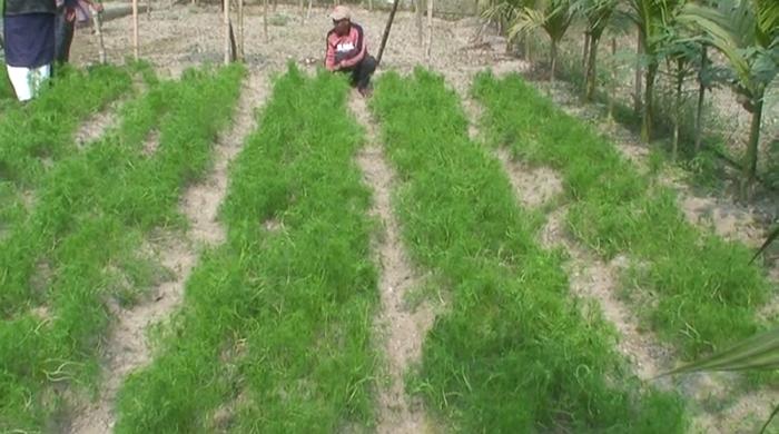 গোবিন্দগঞ্জে প্রথমবারের মতো চাষ হচ্ছে জিরা গোবিন্দগঞ্জে প্রথমবারের মতো চাষ হচ্ছে জিরা