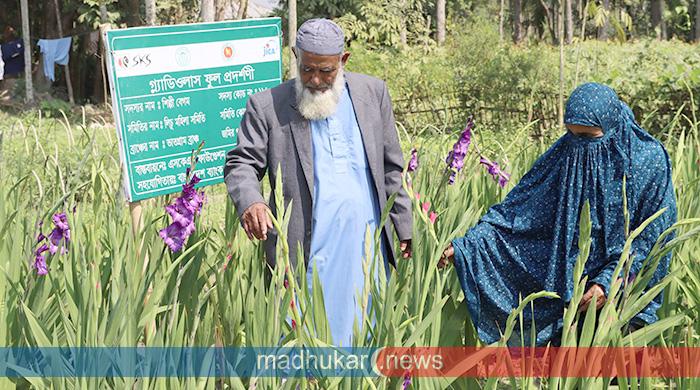 ‘গ্লাডিওলাস’ ফুল চাষে তিন মাসেই দ্বিগুণ লাভ ‘গ্লাডিওলাস’ ফুল চাষে তিন মাসেই দ্বিগুণ লাভ