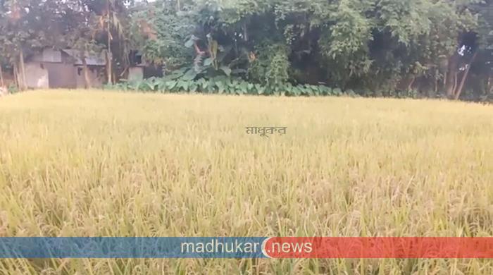 সাদুল্লাপুরে বিরোধপূর্ণ জমিতে আদালতের নিযুক্ত তত্ত্বাবধায়ককে ধান কাটতে না দেয়ার অভিযোগ সাদুল্লাপুরে বিরোধপূর্ণ জমিতে আদালতের নিযুক্ত তত্ত্বাবধায়ককে ধান কাটতে না দেয়ার অভিযোগ