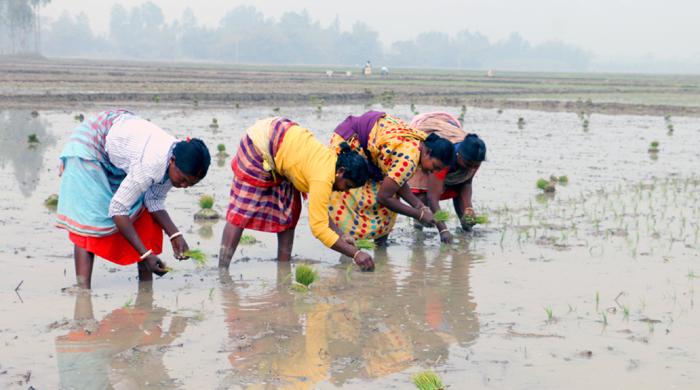 কৃষি কাজে বৈষম্যের শিকার নারী কৃষি শ্রমিকরা কৃষি কাজে বৈষম্যের শিকার নারী কৃষি শ্রমিকরা