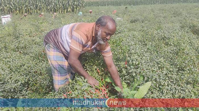 চরাঞ্চলে মরিচের বাম্পার ফলন চরাঞ্চলে মরিচের বাম্পার ফলন