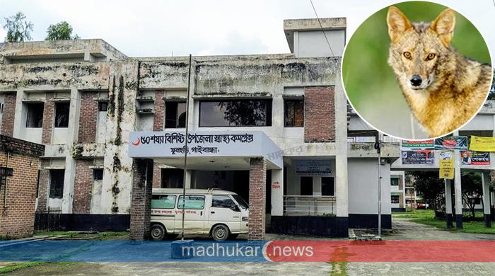 ফুলছড়িতে শিয়ালের কামড়ে নারী ও শিশুসহ ১০ জন আহত ফুলছড়িতে শিয়ালের কামড়ে নারী ও শিশুসহ ১০ জন আহত