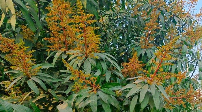 সবুজের সমারোহে উঁকি দিচ্ছে আমের সোনালী মুকুল