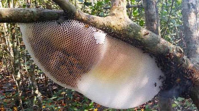 আজ থেকে সুন্দরবনে মধু আহরণ শুরু 