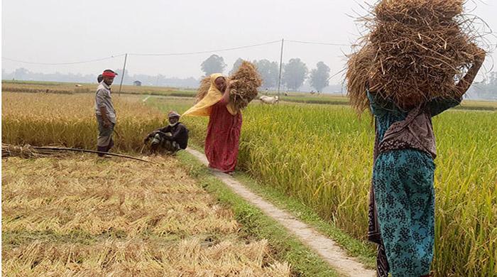 পলাশবাড়ীতে স্ত্রী-সন্তান নিয়ে ধান কাটছেন কৃষকরা