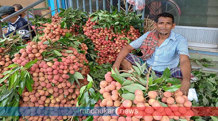 লিচুর মৌসুমে জমে উঠেছে বেচাকেনা,বাগান থেকে বাজারে উৎসবের আমেজ