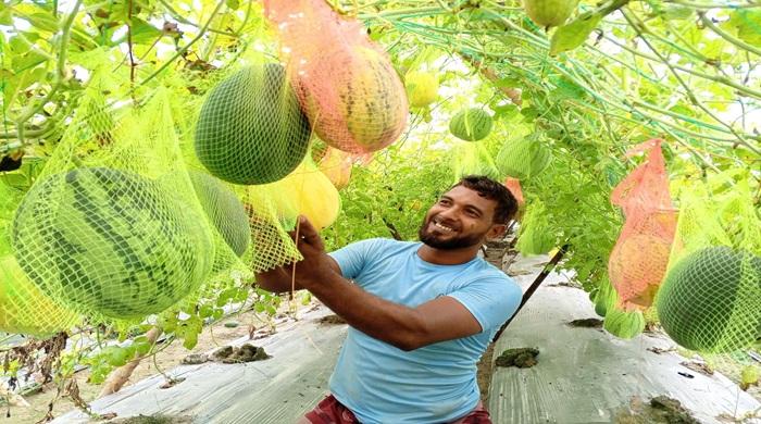 মাচায় ঝুলছে রঙ-বেরঙের তরমুজ, নতুন সম্ভাবনা দেখছেন চাষিরা
