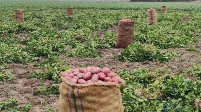 হিলিবন্দর দিয়ে দুই এক দিনের মধ্যেই আমদানীকৃত ভারতীয় আলু আসবে