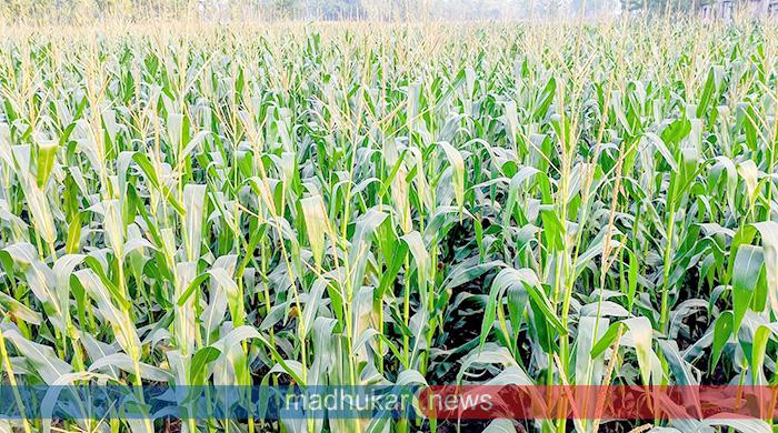 পলাশবাড়ীতে ভুট্টার ফসল ঘরে ওঠা নিয়ে শঙ্কিত কৃষক