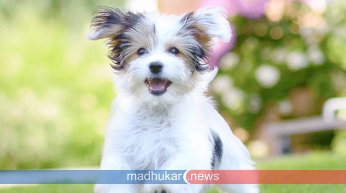 কুকুরছানাকে ‘স্কুলে’ ভর্তি, খরচ দুই লাখ টাকা