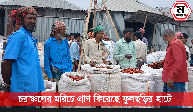 চরাঞ্চলের মরিচে প্রাণ ফিরেছে ফুলছড়ির হাটে