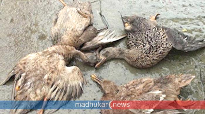 ভুল ভ্যাকসিন প্রয়োগে ৬০০ হাঁসের মৃত্যু