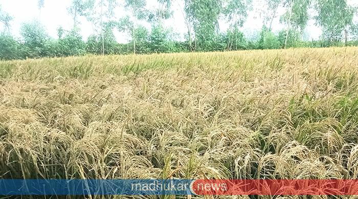 পীরগঞ্জে জঙ্গল পরিষ্কার করা কীটনাশক দিয়ে কৃষকের বোরো ফসল নষ্ট করার অভিযোগ