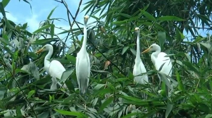 যুগ যুগ ধরে পাখির জন্য নিরাপদ অভয়ারণ্য