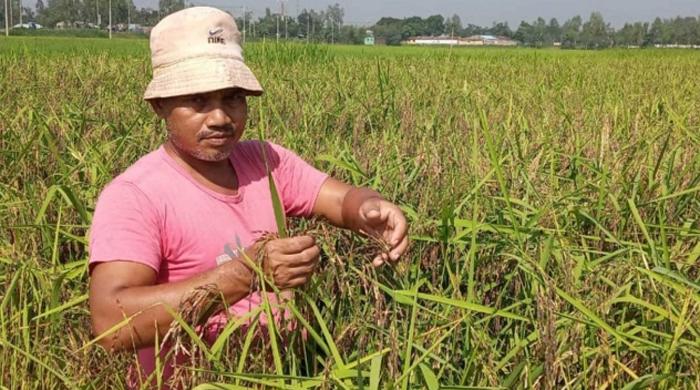  সৈয়দপুরে কৃষক বাবুর চীনা ধান ‘ব্ল্যাক রাইস’র চাষ সাড়া ফেলেছে