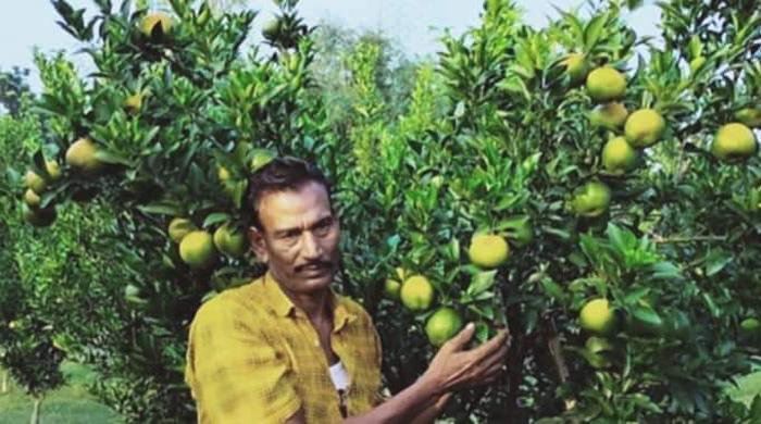 ফুলবাড়ীতে কমলার ভালো ফলনে খুশি চাষি