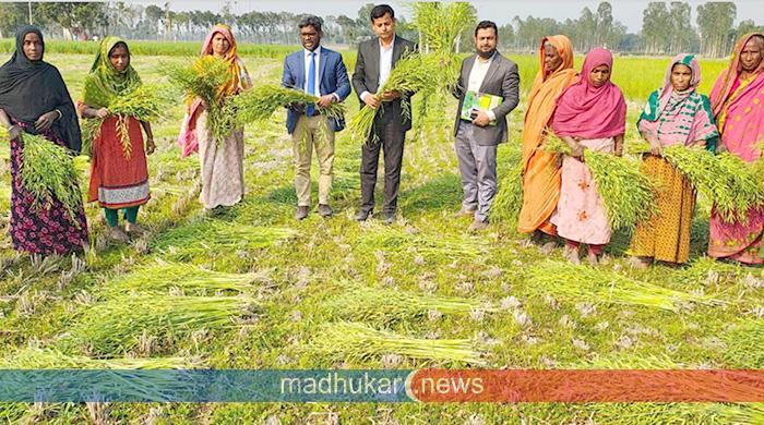 সাঘাটায় বিনা চাষে সরিষা আবাদ বৃদ্ধিতে মাঠে কৃষকের পাশে কৃষি কর্মকর্তারা