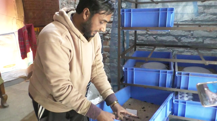 গোবিন্দগঞ্জে চাষ হচ্ছে বিটোল পোকা 