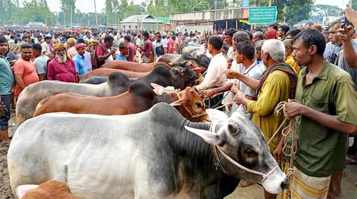 এবার কোরবানিযোগ্য পশু ১ কোটি সাড়ে ২৪ লাখ