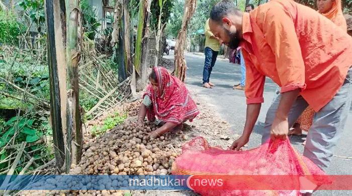 বাম্পার ফলন, কিন্তু আলু এখন ‘গলার কাঁটা’