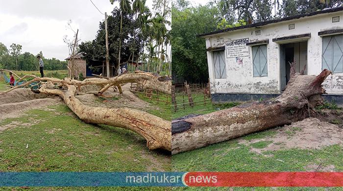 পীরগাছা স্বাস্থ্য কর্মকর্তার মৌখিক নির্দেশে কমিউনিটি ক্লিনিকের গাছ বিক্রির অভিযোগ