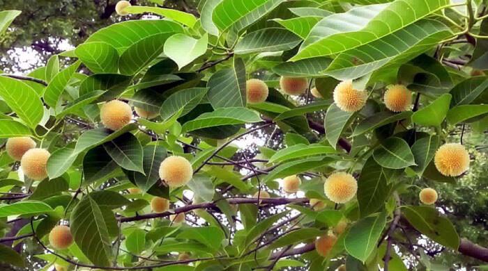 বর্ষা ভেবে গ্রীষ্মে ফুটল কদম ফুল