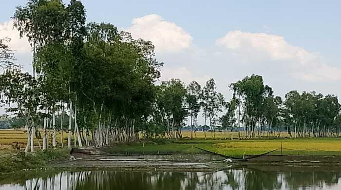 পরিবেশ বিপর্যয়কারী ইউক্যালিপটাস গাছের রোপন বন্ধ হচ্ছে না